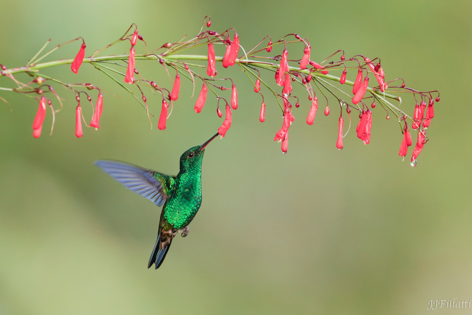 bird of colombia image 17